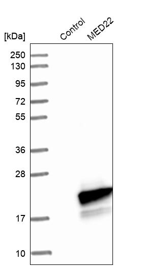 Rabbit Polyclonal Anti Med Antibody Buy For Research Highly