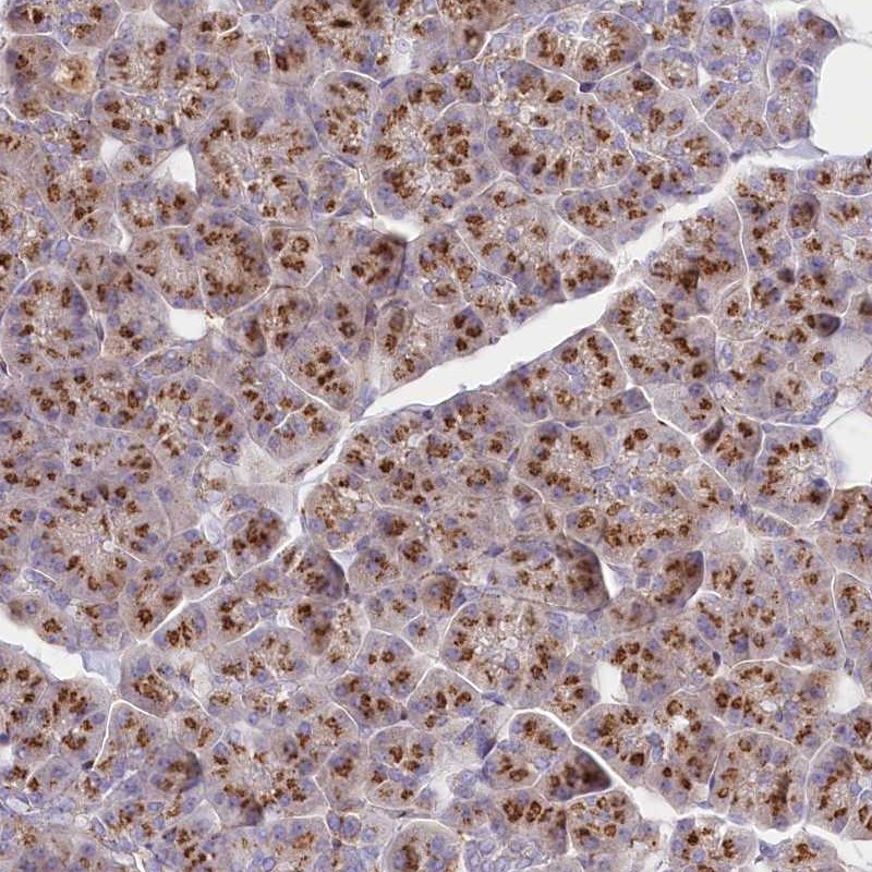 Rabbit Polyclonal Anti Fam B Antibody Buy For Research Highly