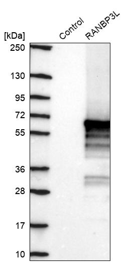 Rabbit Polyclonal Anti Ranbp L Antibody Buy For Research Highly