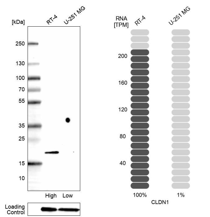 Mouse Monoclonal Anti Cldn Antibody Buy For Research Highly