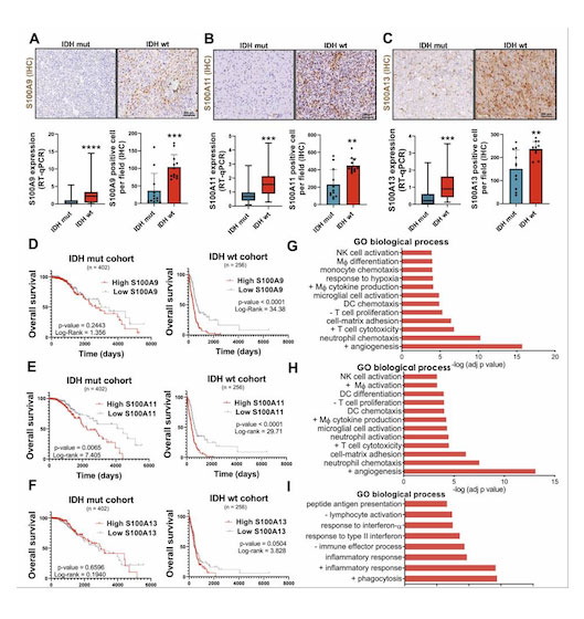 Role-of-S100A-Proteins-in-Glioblastoma-Microenvironment