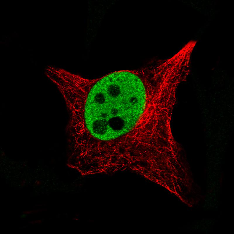 Anti-SOX10 Antibody