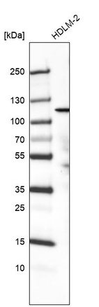 Anti-PIK3CA Antibody