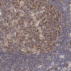 Anti-XPNPEP3 Antibody