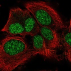 Anti-LRP10 Antibody