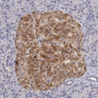 Anti-TMED8 Antibody