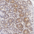 Anti-IMPDH2 Antibody