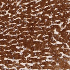 Anti-PACS2 Antibody