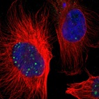 Immunofluorescent staining of human cell line U-251 MG shows localization to nuclear bodies.