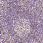 Immunohistochemical staining of human tonsil shows very weak positivity as expected.