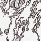 Anti-NAB1 Antibody