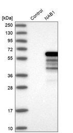 Anti-NAB1 Antibody