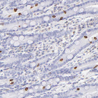 Anti-LRMP Antibody