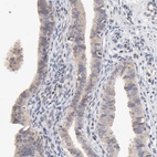 Anti-ZNF157 Antibody