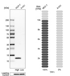 Western blot analysis in human cell lines MCF-7 and A-431 using Anti-TFF1 antibody. Corresponding TFF1 RNA-seq data are presented for the same cell lines. Loading control: Anti-PPIB.