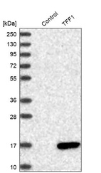 Western blot analysis in control (vector only transfected HEK293T lysate) and TFF1 over-expression lysate (Co-expressed with a C-terminal myc-DDK tag (~3.1 kDa) in mammalian HEK293T cells, LY418822).