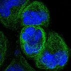 Anti-IFT43 Antibody