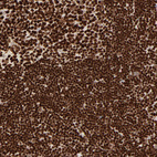 Immunohistochemical staining of human lymph node shows strong nuclear positivity in non-germinal center cells.