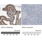 Anti-GPX2 Antibody