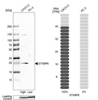 Anti-STXBP6 Antibody