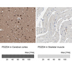 Anti-PDZD4 Antibody