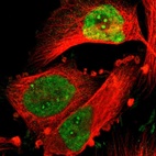 Immunofluorescent staining of human cell line U-251 MG shows localization to nucleoplasm & nucleoli fibrillar center.