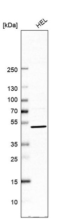 Anti-UBP1 Antibody