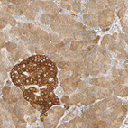 Immunohistochemical staining of human pancreas shows strong cytoplasmic positivity in islets of Langerhans.