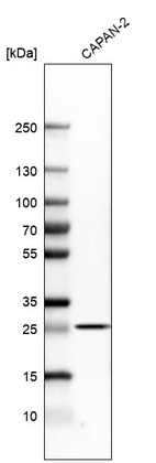 Western blot analysis in human cell line CAPAN-2.