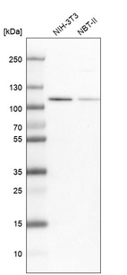 Anti-MCM3 Antibody