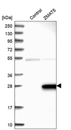 Anti-ZMAT5 Antibody