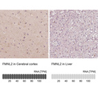 Anti-FMNL2 Antibody