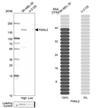 Anti-FMNL2 Antibody