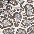 Anti-SDF2L1 Antibody