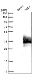 Anti-SDC4 Antibody