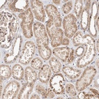 Anti-USP33 Antibody