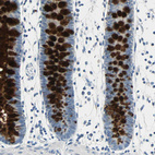 Immunohistochemical staining of human colon shows strong positivity in mucus in glandular cells.