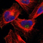 Immunofluorescent staining of human cell line U-251 MG shows localization to the Golgi apparatus.