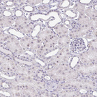 Anti-TEX33 Antibody