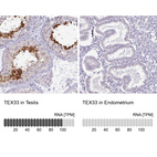 Anti-TEX33 Antibody