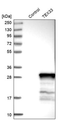 Anti-TEX33 Antibody