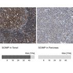 Anti-SCIMP Antibody