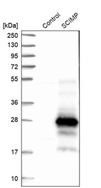 Anti-SCIMP Antibody