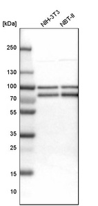 Anti-FUBP1 Antibody