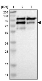 Anti-CNOT3 Antibody