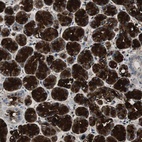 Immunohistochemical staining of human salivary gland shows high expression.