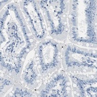 Immunohistochemical staining of human small intestine shows low expression as expected.