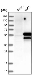 Anti-TAF7 Antibody