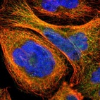 Immunofluorescent staining of human cell line A-431 shows localization to cytosol & microtubules.