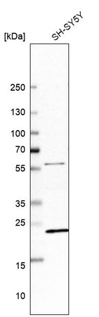 Western blot analysis in human cell line SH-SY5Y.